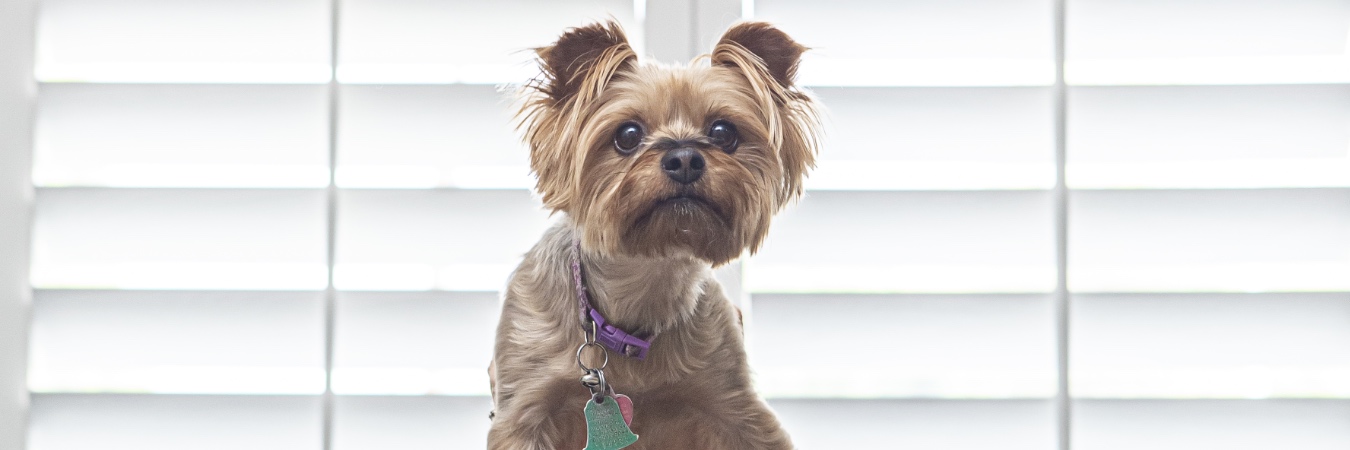 Dog in front of plantation shutters in San Diego